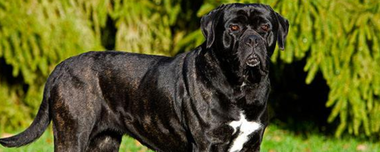 卡斯罗适合什么人养 城市不要饲养大型猛犬哦