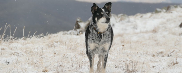狗狗为什么会突然咬人 这四种原因你真的知道吗