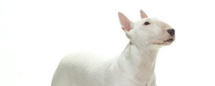 狗怕火吗 连狮子都怕的火源 你说狗狗害不害怕！