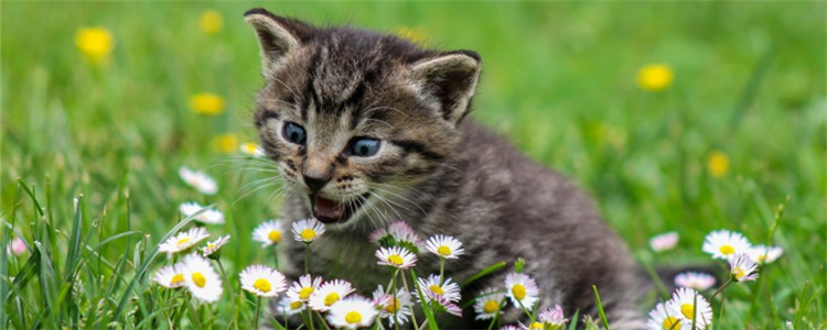 猫咪不爱喝水会怎么样 猫咪不喜欢喝水该怎么办