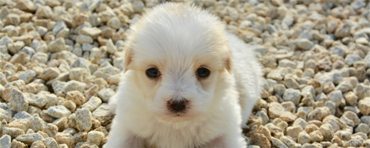 狗狗边走边尿是为什么 狗狗边走边尿是生病了吗