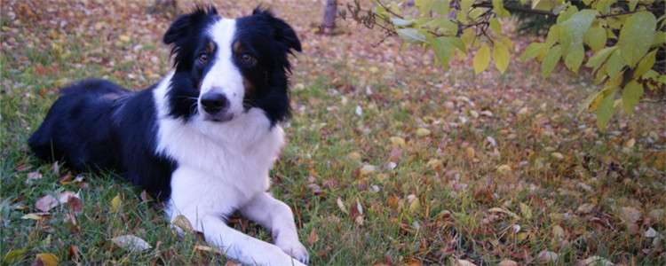 狗狗毛发褪色是为什么 不能给狗狗用人类的沐浴露