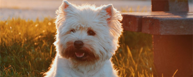 夏天养狗要注意什么 不要给狗狗吃变质了的食物