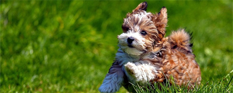 夏季养狗三大注意事项 合格的主人必看！