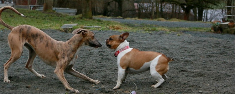 狗狗被大狗咬要打针吗 注射狂犬疫苗有什么注意事项