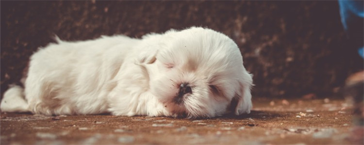 狗皮肤上有干痂 狗狗得皮肤病后要怎么治