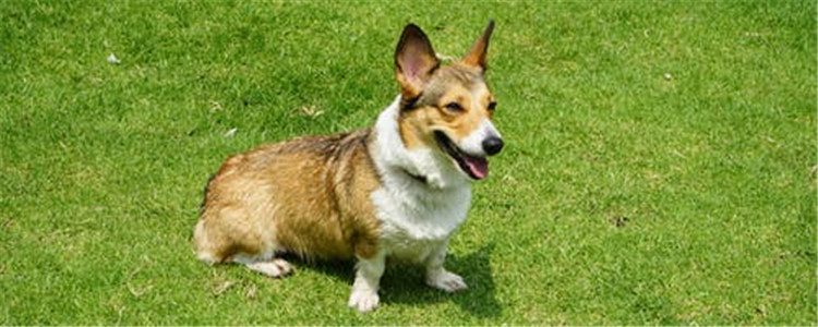 狗狗不喜欢的事有哪些 养狗不是嘴上说说就可以