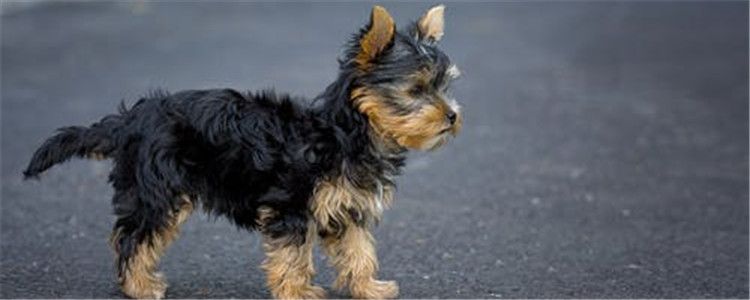 狗狗上火怎么办