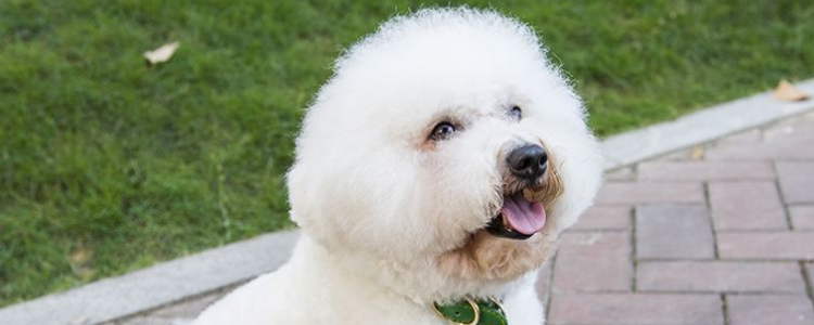 狗狗掉毛是什么原因 你知道吗