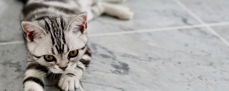 猫脂肪肝的症状 猫脂肪肝竟是饿出来的