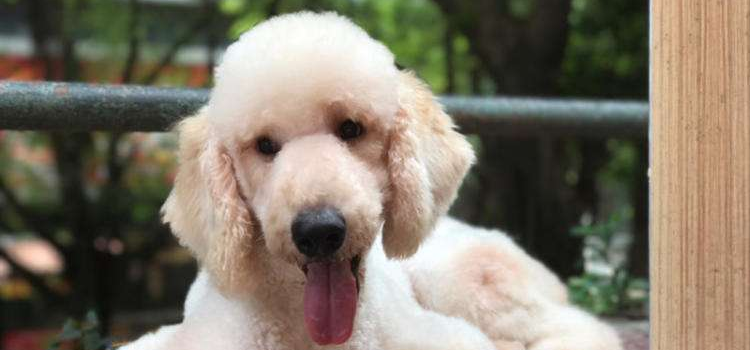 养贵宾犬要注意什么 养不养贵宾犬看看这个再决定吧！