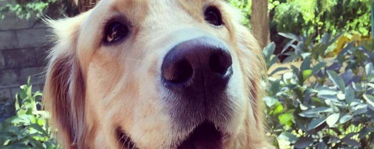 狗狗鼻子掉色什么原因 狗狗鼻子掉色还能变黑吗