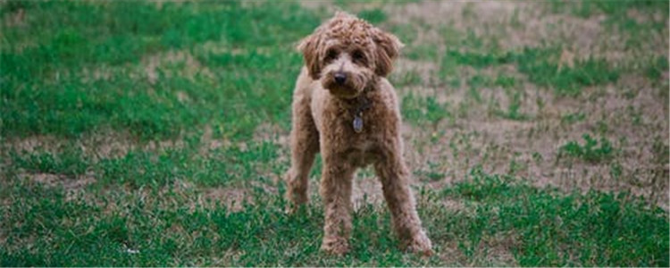 狗狗常见的病有哪些 这五种疾病的危害你知道吗