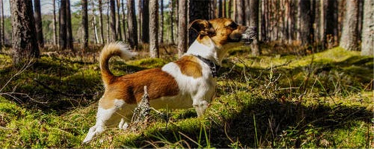 夏天养狗要注意什么 这六大注意事项你做好了吗