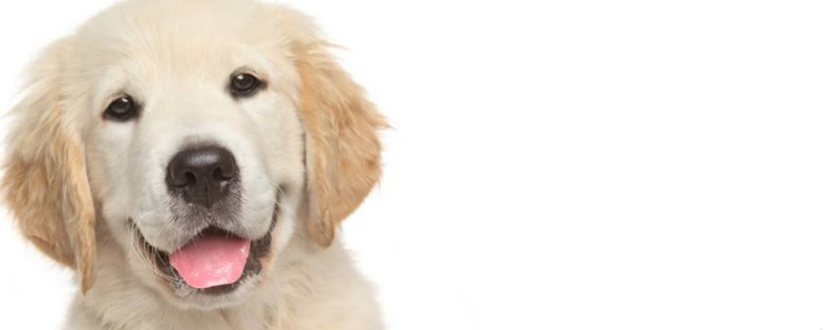 狗狗能吃水果蔬菜吗 这些东西对狗狗弊大于利