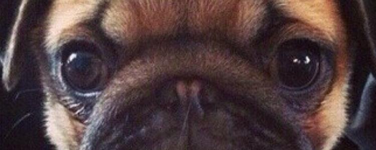 狗狗掉毛严重是什么原因 该如何治疗