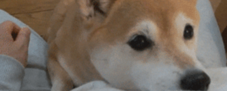 狗狗太瘦了怎么办 你家狗狗真的“瘦”吗