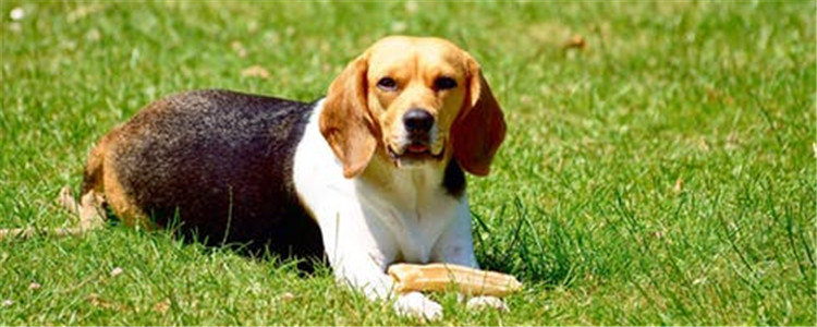 狗狗生理期表现是什么 狗狗生理期周期有多长