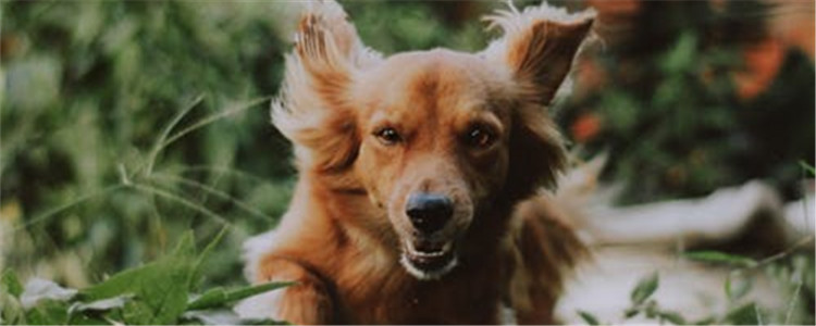 什么植物对狗狗有害 这五种植物对狗狗有害