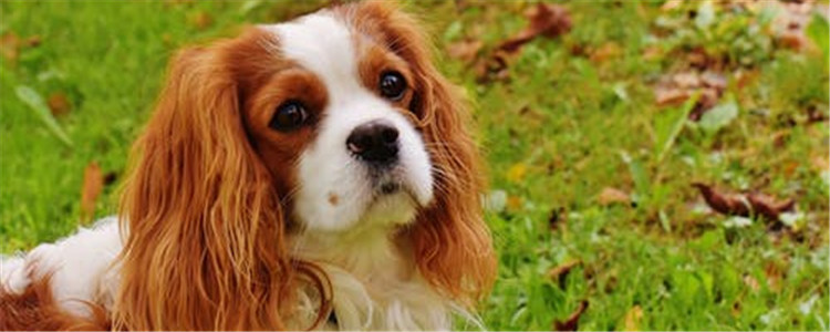 五种对狗狗有毒的植物 你还敢让狗狗随便吃花草吗