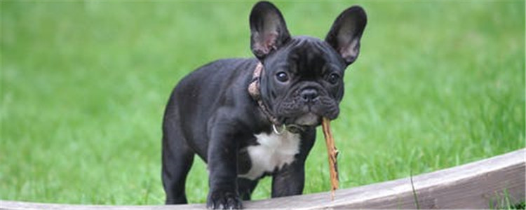 不知道判断狗狗年龄 四个小妙招轻松判断狗狗年龄