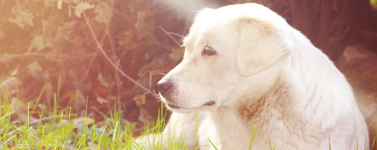 狗狗可以喝羊奶吗 狗狗喝羊奶有什么好处