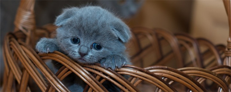 猫咪为什么会得空调病 空调病要如何预防或治疗