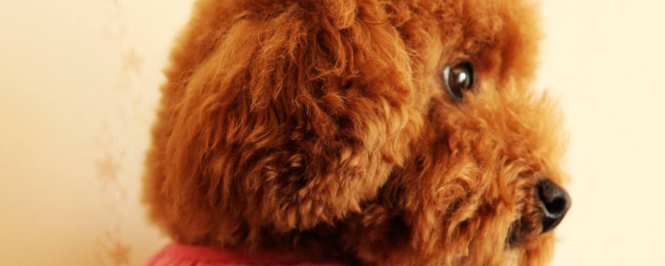 为什么要养狗 告诉你养狗的十大好处