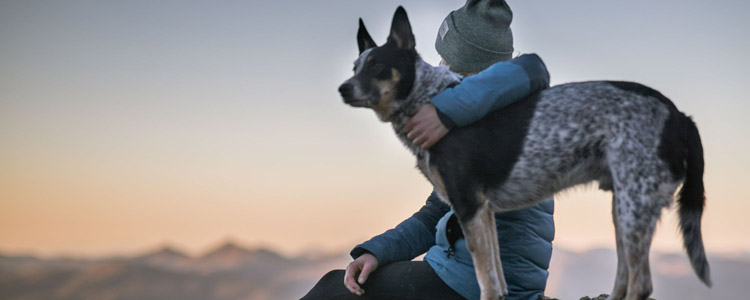 狗狗寄养注意事项 假期放心浪