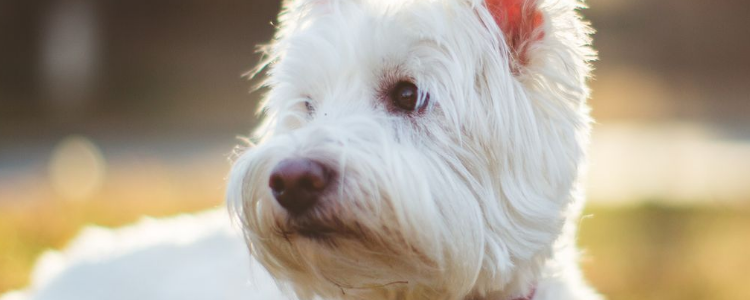 怎么清理狗狗的泪腺 清理狗狗泪腺的重要性