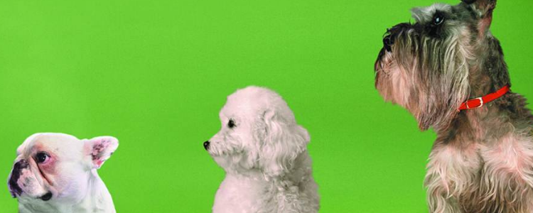 狗粮喂多少才合适 99％的主人都做错了