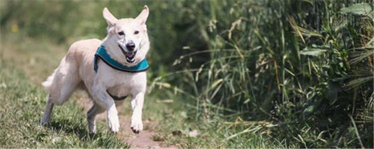 狗狗一定要断尾吗 给狗狗断尾有什么好处