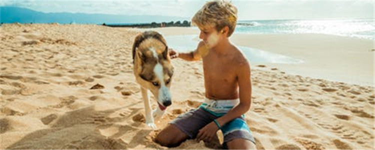 训练狗狗有什么技巧 新手饲养员赶快看过来