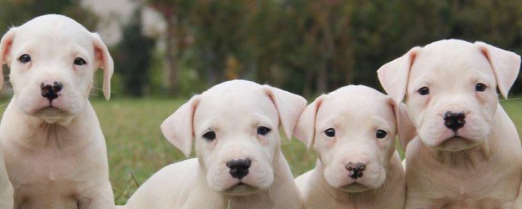 狗狗成长阶段 狗狗这么关键的成长阶段你都很清楚吗？