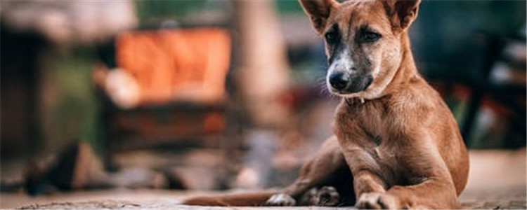 狗狗要怎么训练 训练狗狗的三大点你知道吗