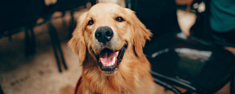 狗狗喜欢咬手怎么办 别以为只是好玩