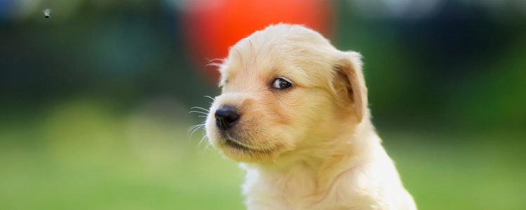 给狗狗梳毛有啥好处 经常梳毛好处不只是省钱那么简单！