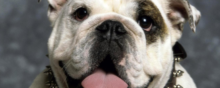 如何让狗狗喜欢吃狗粮 不要让你的狗狗挑食哦!