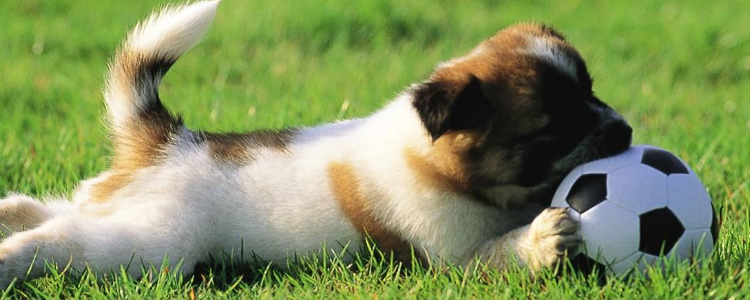 自制狗粮配方 自制营养狗粮四种配方介绍