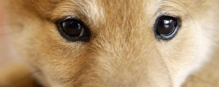 狗粮颗粒是大了好还是小了好 狗粮颗粒对狗狗的影响