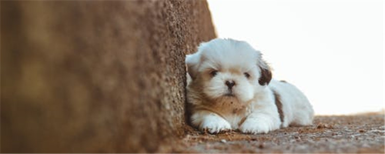 羊奶粉怎么看好坏 教你如何辨别奶粉的优劣