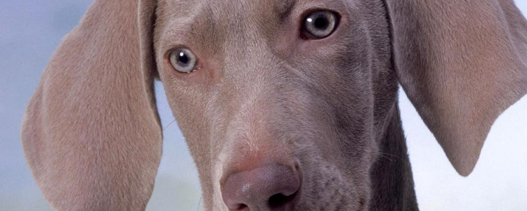 新手如何挑选狗粮 饲主必知宠物狗粮选购误区