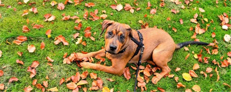 夏天养狗狗要注意什么 千万别忘了这四条忠告