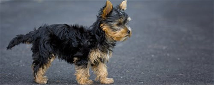 夏天如何防止狗狗中暑 三个小方面预防狗狗中暑