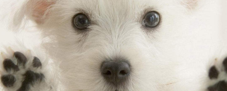 网上买狗粮靠谱吗 网上买狗粮会买到的假的吗