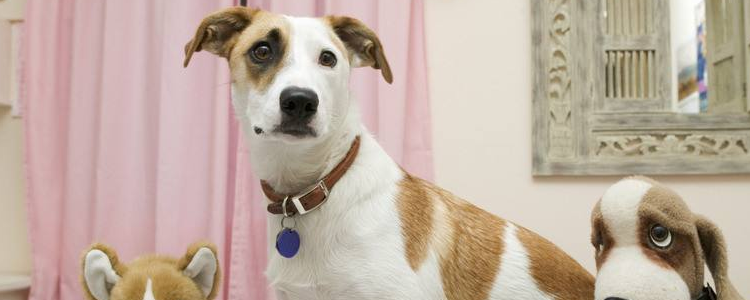 狗狗的食物怎样搭配 狗狗最佳食物的搭配标准