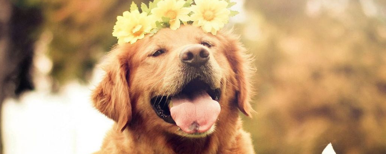 拉布拉多养法 拉布拉多幼犬饲养全攻略