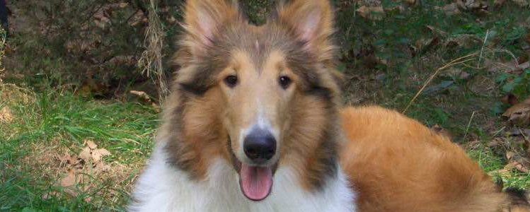 边境牧羊犬吃什么狗粮好 教你如何选择合适的狗粮