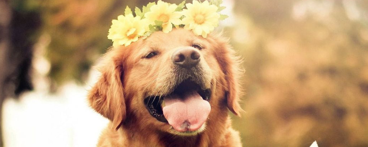 狗狗不爱吃狗粮怎么办 让狗狗有食欲的三大方法