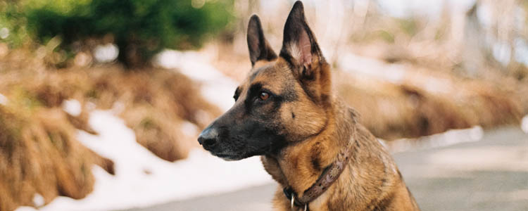 狗狗生理期呕吐 狗狗生理期出现呕吐现象怎么办